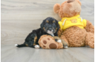 Funny Mini Bernedoodle Poodle Mix Pup