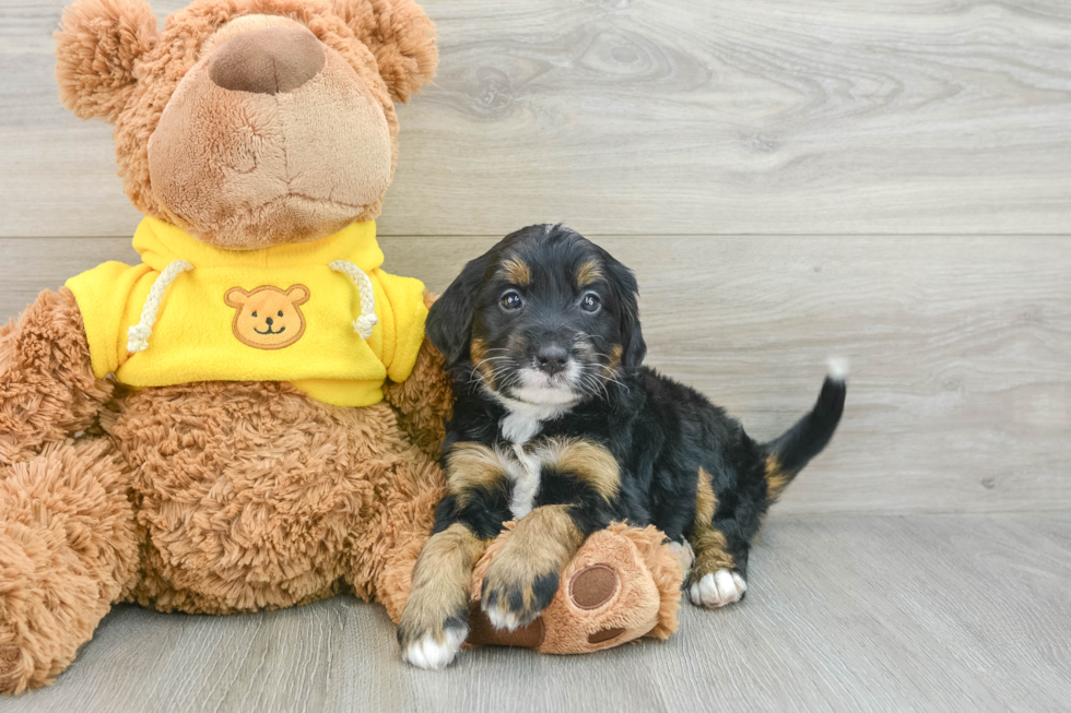 Little Mini Berniedoodle Poodle Mix Puppy