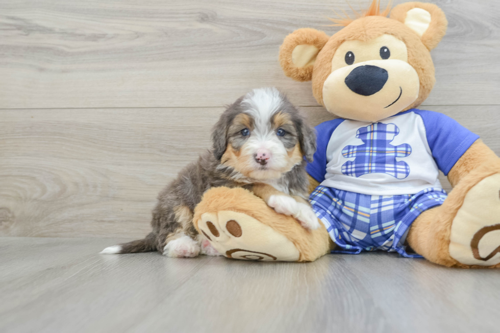 Cute Mini Bernedoodle Baby