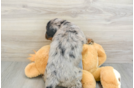 Mini Bernedoodle Pup Being Cute