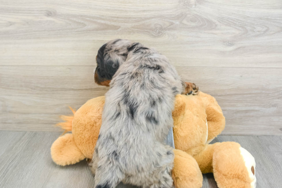 Mini Bernedoodle Pup Being Cute