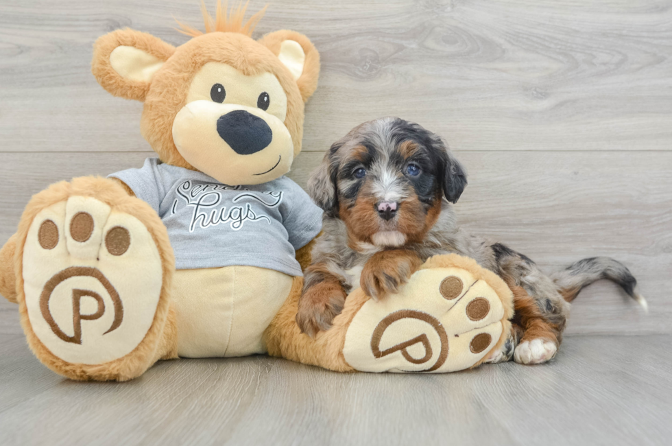 5 week old Mini Bernedoodle Puppy For Sale - Windy City Pups