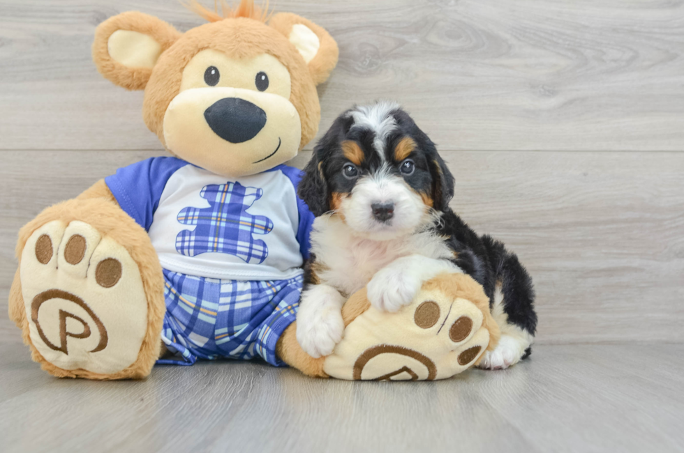 8 week old Mini Bernedoodle Puppy For Sale - Windy City Pups