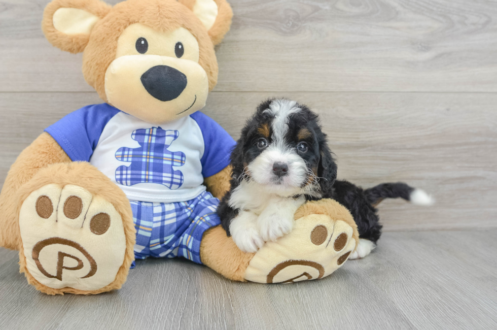 7 week old Mini Bernedoodle Puppy For Sale - Windy City Pups