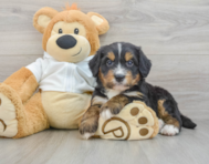8 week old Mini Bernedoodle Puppy For Sale - Windy City Pups