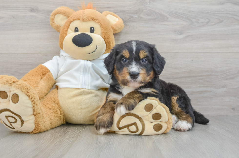 5 week old Mini Bernedoodle Puppy For Sale - Windy City Pups