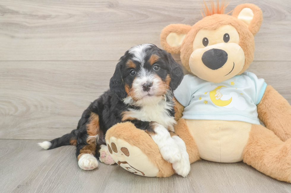 6 week old Mini Bernedoodle Puppy For Sale - Windy City Pups