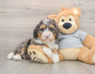 7 week old Mini Bernedoodle Puppy For Sale - Windy City Pups