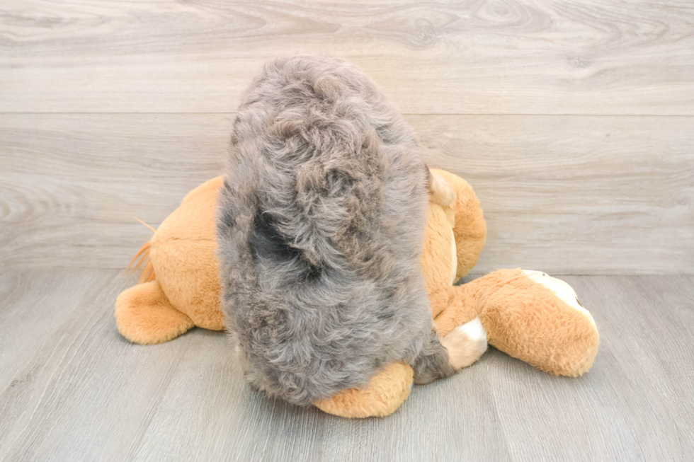 Mini Bernedoodle Puppy for Adoption