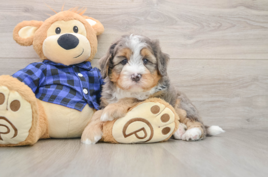 KITT, a Mini Bernedoodle littermate