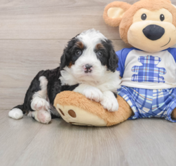 8 week old Mini Bernedoodle Puppy For Sale - Windy City Pups