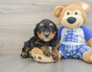 7 week old Mini Bernedoodle Puppy For Sale - Windy City Pups