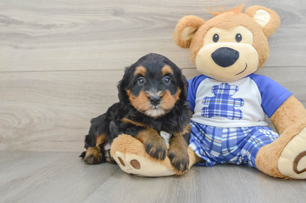 6 week old Mini Bernedoodle Puppy For Sale - Windy City Pups
