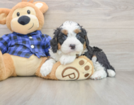 6 week old Mini Bernedoodle Puppy For Sale - Windy City Pups