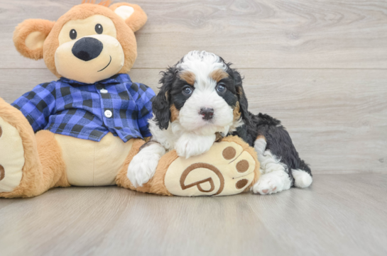 Mini Bernedoodle Pup Being Cute