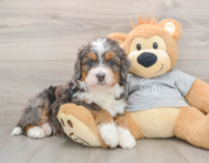 7 week old Mini Bernedoodle Puppy For Sale - Windy City Pups