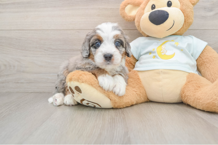 Mini Bernedoodle Puppy for Adoption