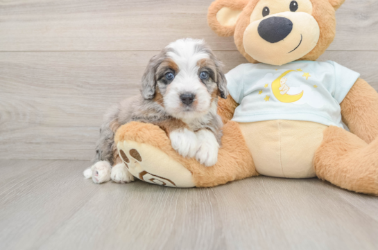 Mini Bernedoodle Puppy for Adoption