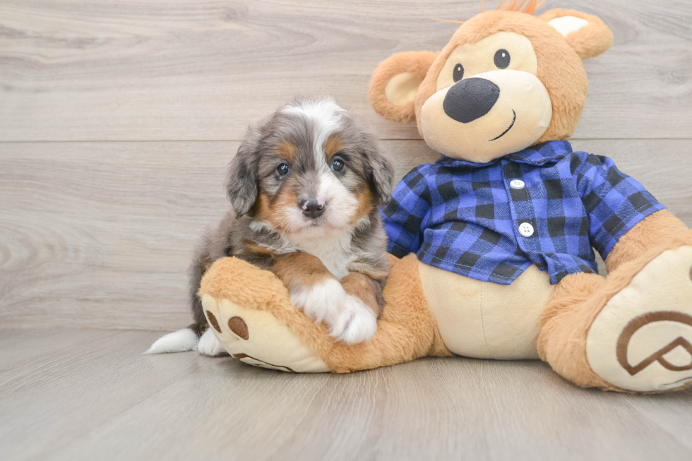 Sweet Mini Bernedoodle Baby