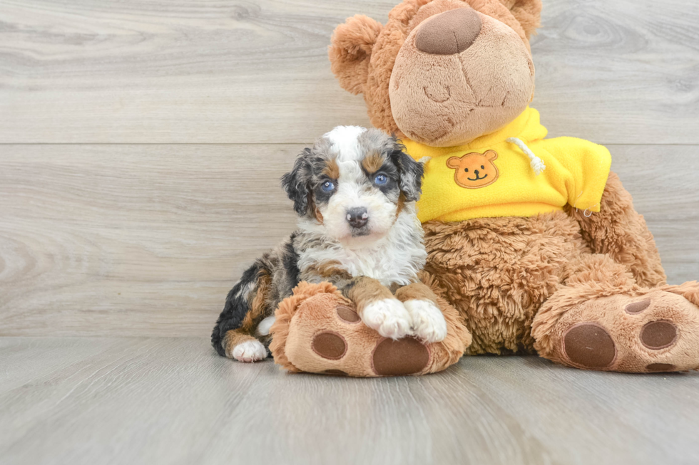 Best Mini Bernedoodle Baby
