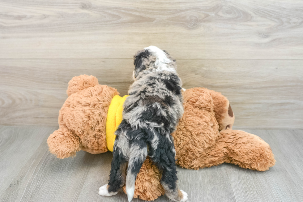 Funny Mini Bernedoodle Poodle Mix Pup
