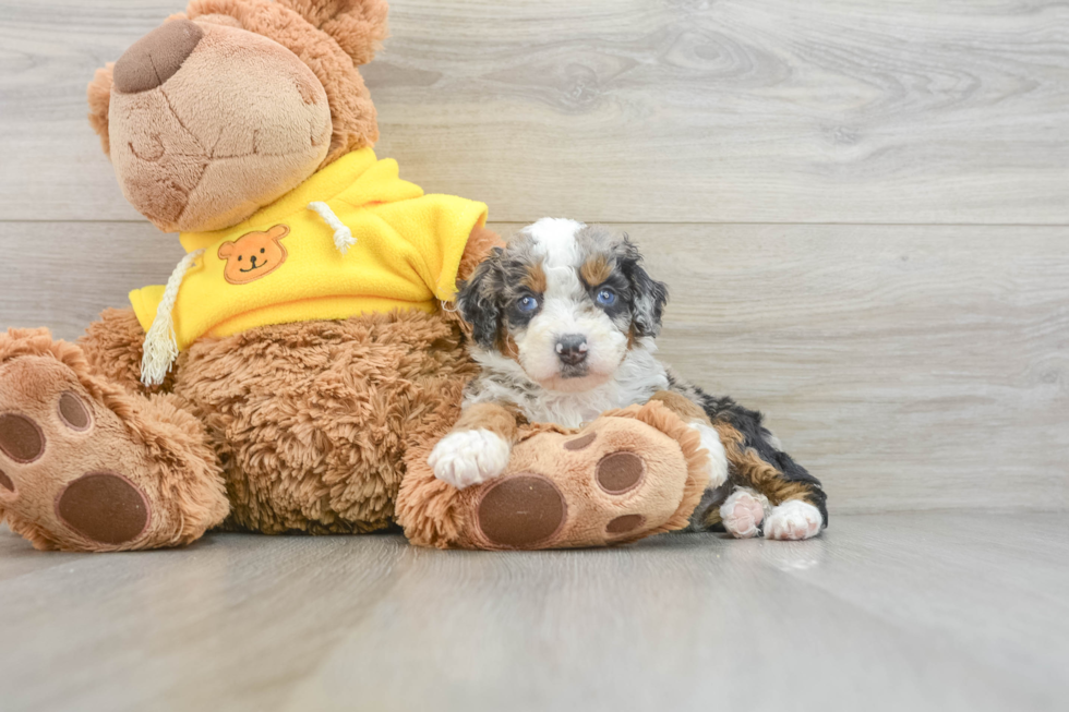 Friendly Mini Bernedoodle Baby