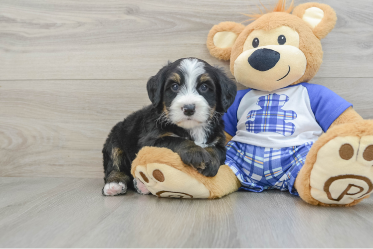 Mini Bernedoodle Pup Being Cute