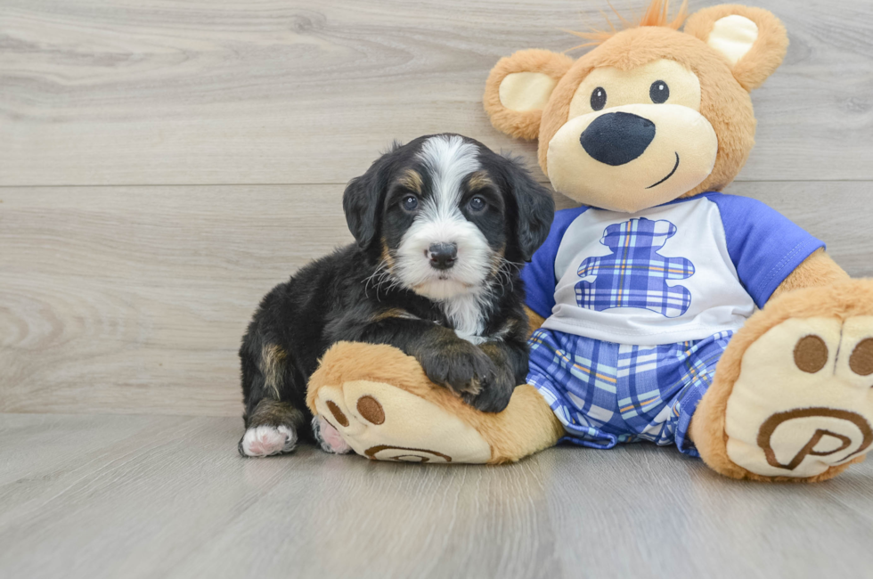 7 week old Mini Bernedoodle Puppy For Sale - Windy City Pups