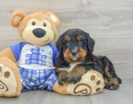 7 week old Mini Bernedoodle Puppy For Sale - Windy City Pups