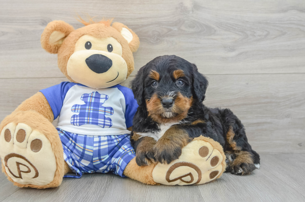 6 week old Mini Bernedoodle Puppy For Sale - Windy City Pups