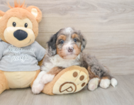 7 week old Mini Bernedoodle Puppy For Sale - Windy City Pups