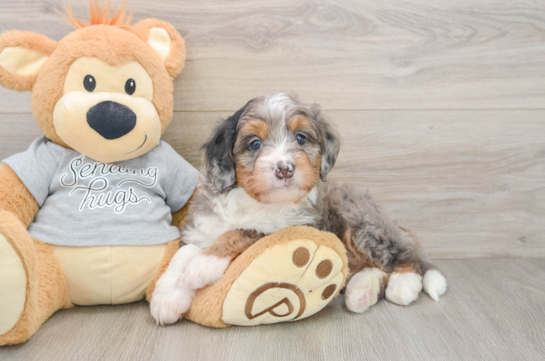 Adorable Mini Bernesedoodle Poodle Mix Puppy