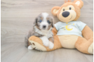 Smart Mini Bernedoodle Poodle Mix Pup