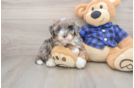 Happy Mini Bernedoodle Baby