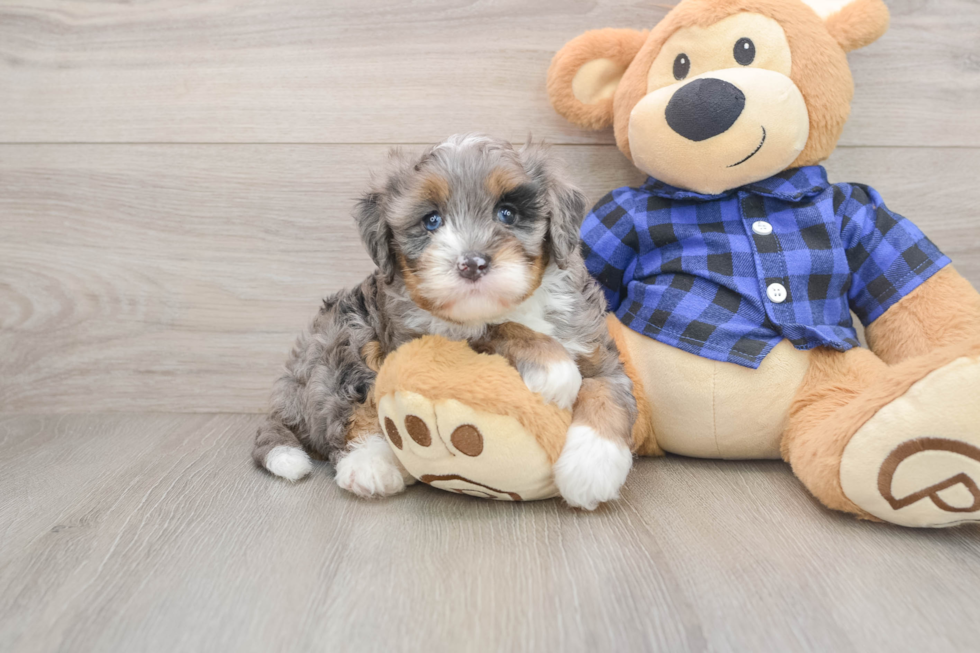 Happy Mini Bernedoodle Baby