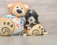 7 week old Mini Bernedoodle Puppy For Sale - Windy City Pups
