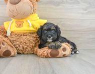 6 week old Mini Bernedoodle Puppy For Sale - Windy City Pups