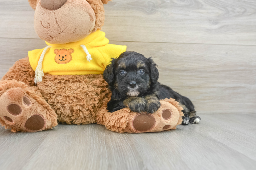 6 week old Mini Bernedoodle Puppy For Sale - Windy City Pups