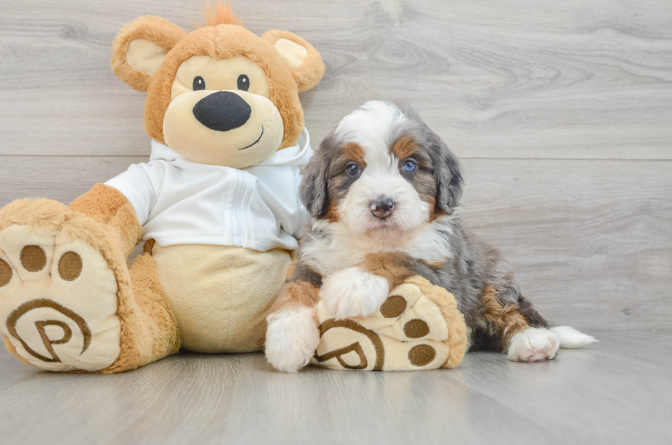 5 week old Mini Bernedoodle Puppy For Sale - Windy City Pups