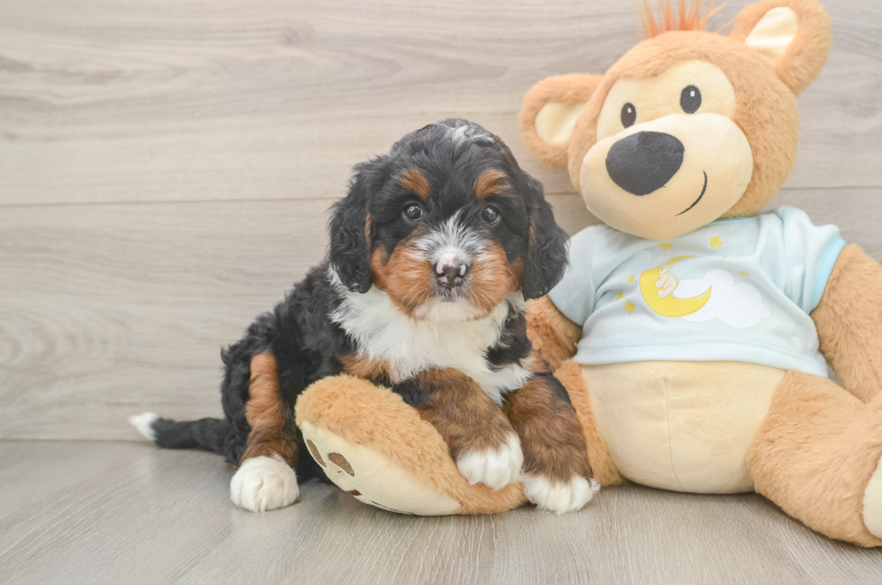 5 week old Mini Bernedoodle Puppy For Sale - Windy City Pups