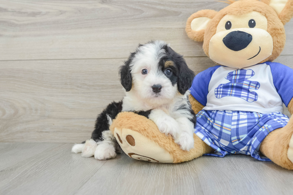 Adorable Mini Bernepoo Poodle Mix Puppy