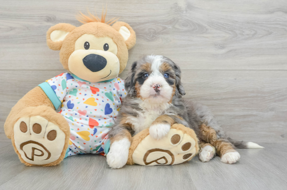 6 week old Mini Bernedoodle Puppy For Sale - Windy City Pups