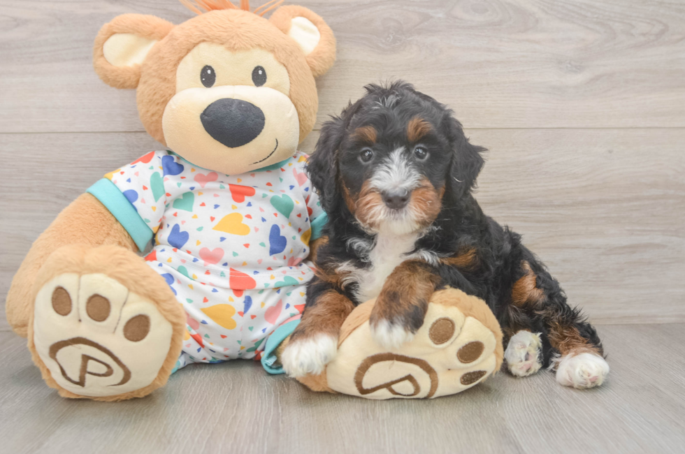 6 week old Mini Bernedoodle Puppy For Sale - Windy City Pups
