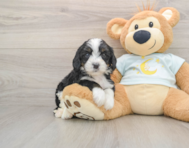 5 week old Mini Bernedoodle Puppy For Sale - Windy City Pups