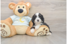 Cute Mini Bernedoodle Baby