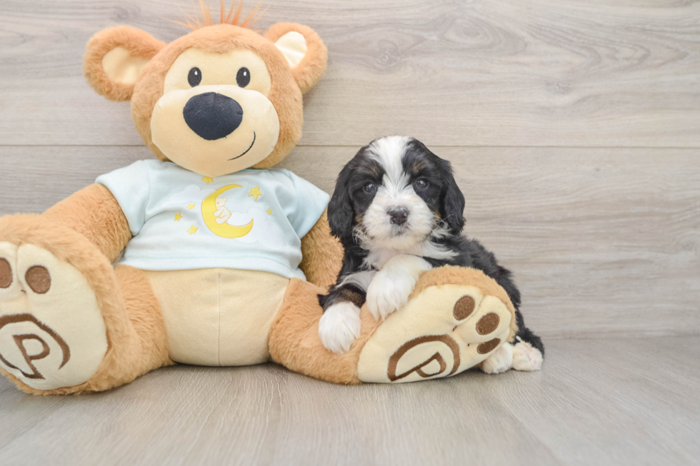 Cute Mini Bernedoodle Baby