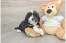 Funny Mini Bernedoodle Poodle Mix Pup