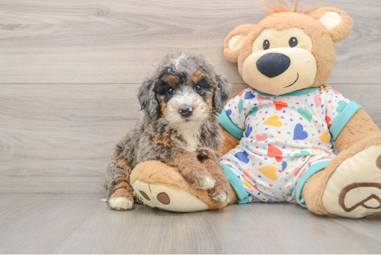 Mini Bernedoodle Pup Being Cute