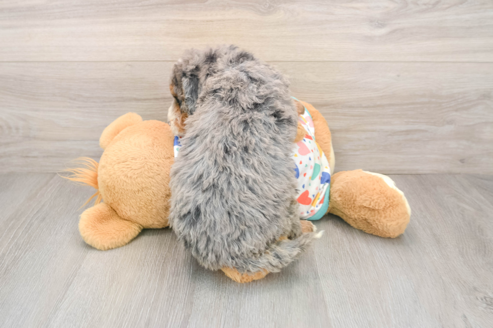 Mini Bernedoodle Puppy for Adoption