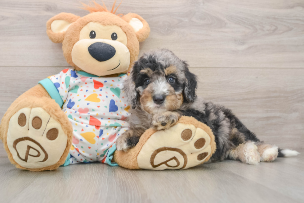 Mini Bernedoodle Puppy for Adoption